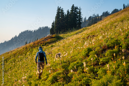 Male Hiker Walking Through Alpine Meadow With Wildflowers