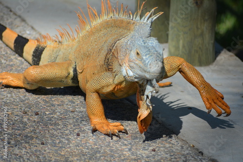 Iguana caminando