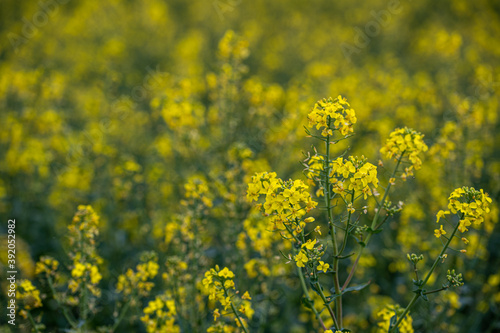 Vibrant bright colored fields of yellow rapeseed flowers © Anders93