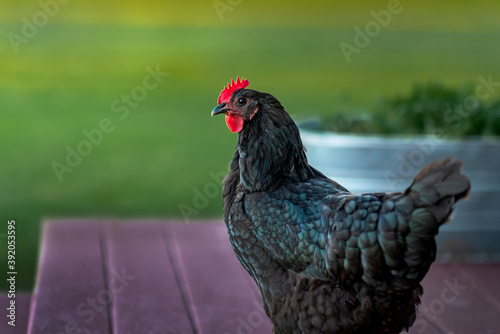 australorp chicken standing on the back deck of a house outside photo