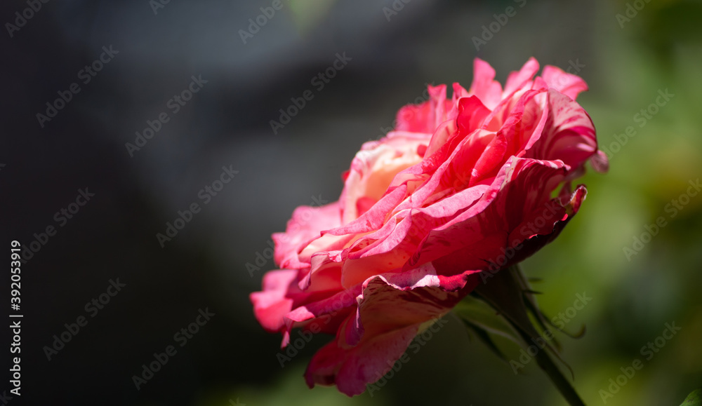 Blooming red rose