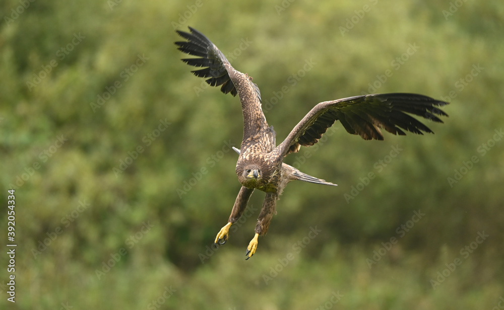 Obraz premium White tailed eagle ( Haliaeetus albicilla )