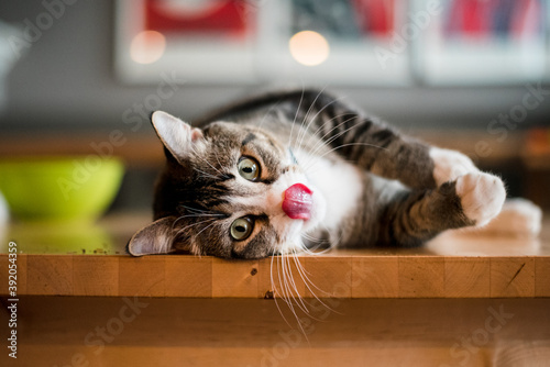 cat laying on his side on the kitchen table licking his lips photo