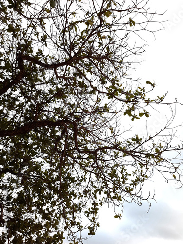 tree in bloom