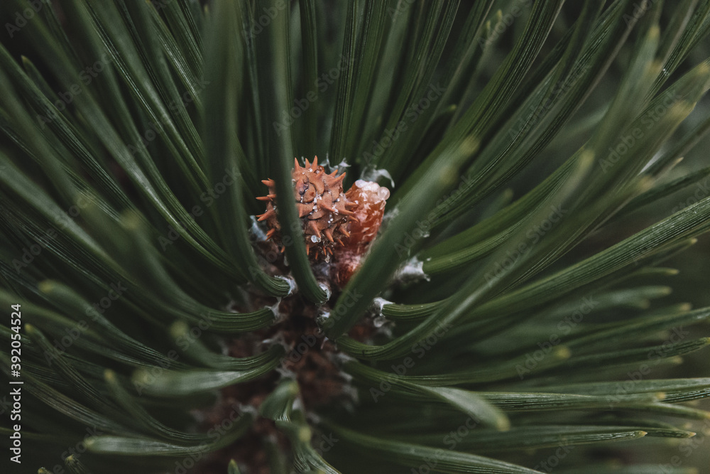 Fototapeta premium pine