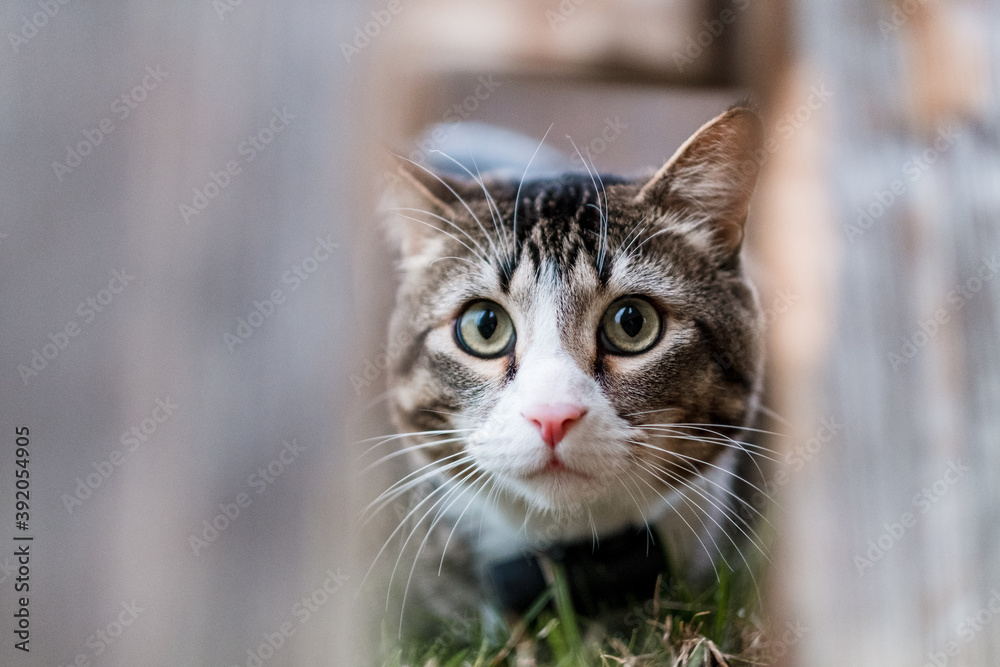 cute cat staring through the fence cute cat staring through the fence