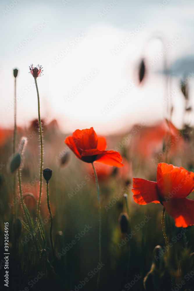 Obraz premium Mohnblume
