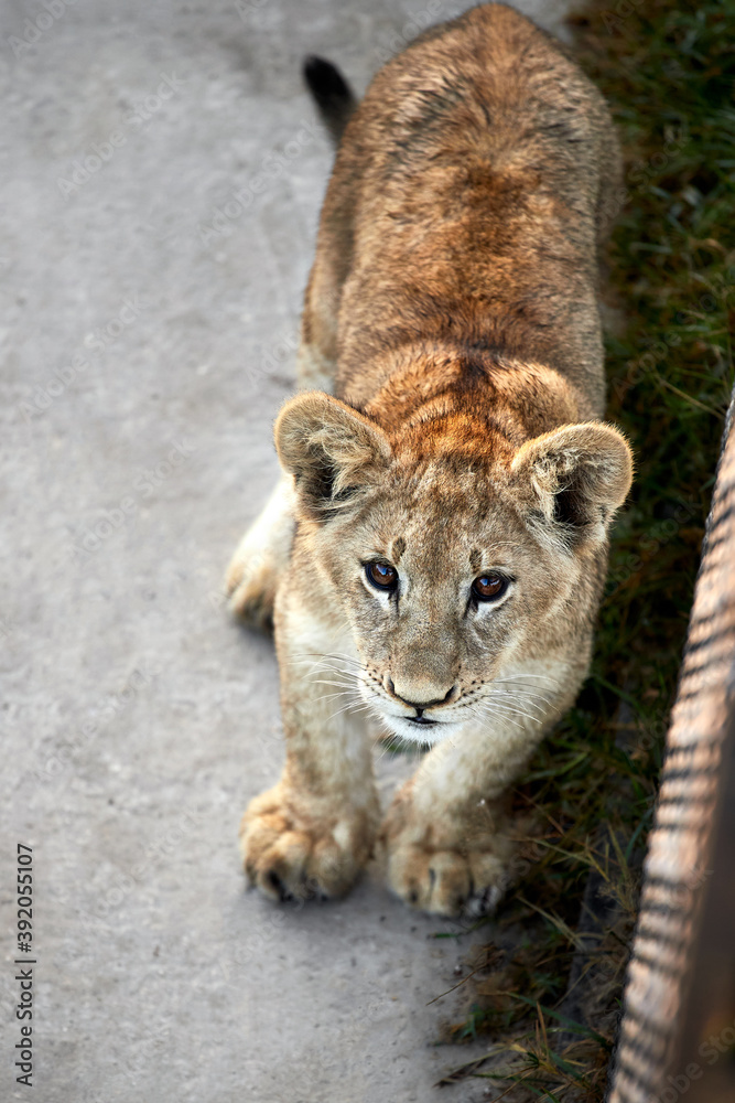 Naklejka premium Portrait of a cub lion in the zoo, close up