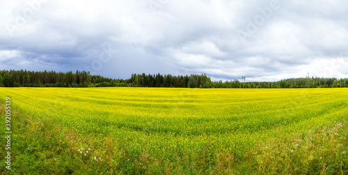 
Panorama of yellow rapeseed field in summer on forest background