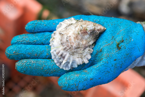 close up gloved hand holding oyster