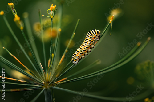 swallowtail caterpillar sitting on dill weed in a backyard garden