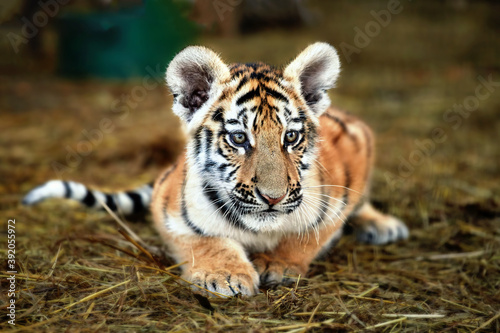 Obraz na plátně Portrait of a beautiful little tiger cub at the zoo, close up