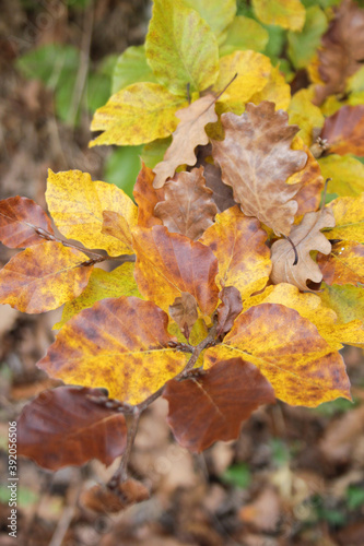 Autumn forest. Yellow leaves close up. 