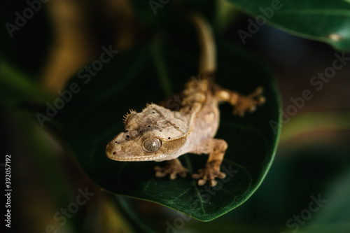 Tint crested gecko on green leaf