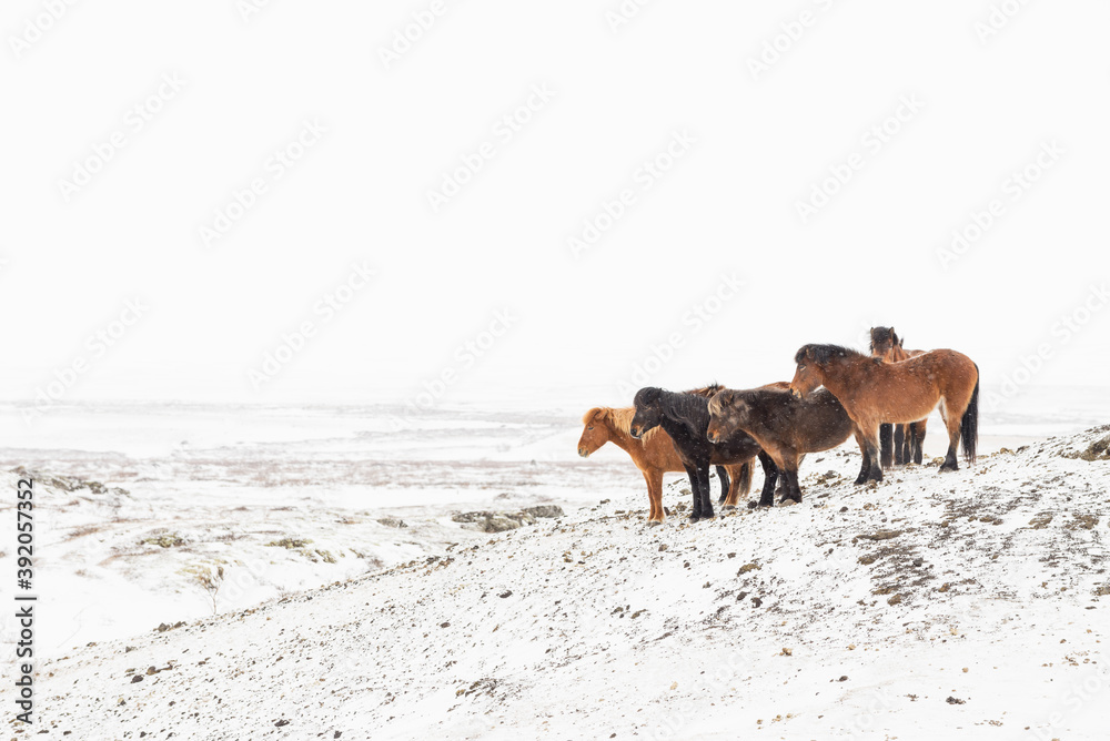 Horses looking out from a snow-covered hill in winter, Myvatn region, northern Iceland Horses looking out from a snow-covered hill in winter, Myvatn region, northern Iceland