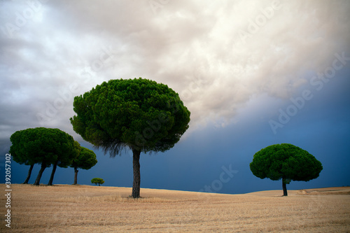 Pinos backlit at sunrise in the natural park of villafafila. Xamora. Land of fields. cerealista Estepa photo