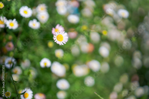 Wild chamomile. White Daisy flowers. Selective focus © Charlie's
