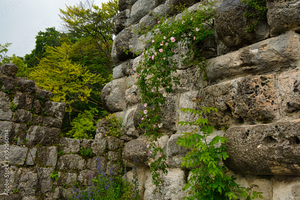 Various wild plants grow on the old walls of the ruins of Burg Hohengundelfingen Various wild plants grow on the old walls of the ruins of Burg Hohengundelfingen