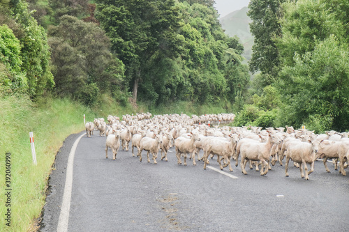 Herd of freshly shorn sheep walking on scenic road