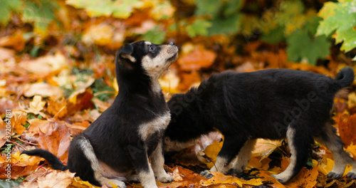 Fototapeta Naklejka Na Ścianę i Meble -  Cute mongrel dogs sit on fallen yellow leaves in the autumn park