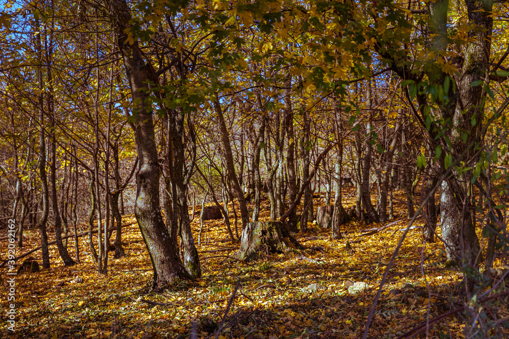 Autumn colors of the forest in the Little Carpathians