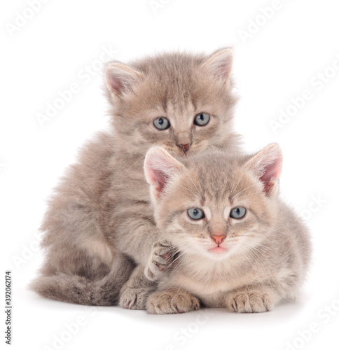 Two small gray kitten.