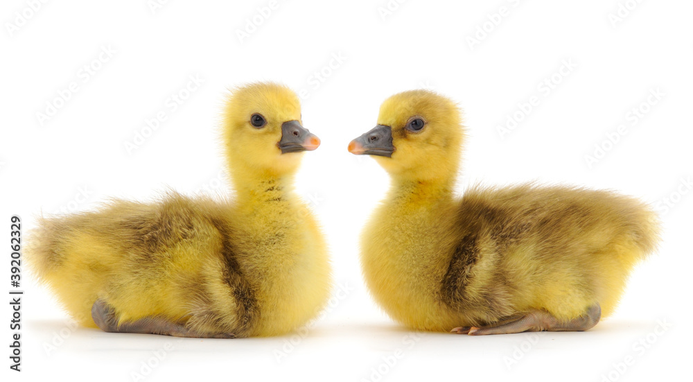 Two little gosling. Two little gosling.