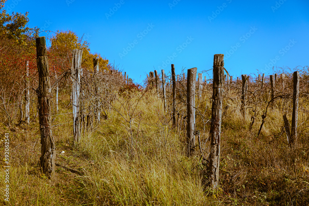 Abandoned old vineyard in the Little Carpathians Abandoned old vineyard in the Little Carpathians