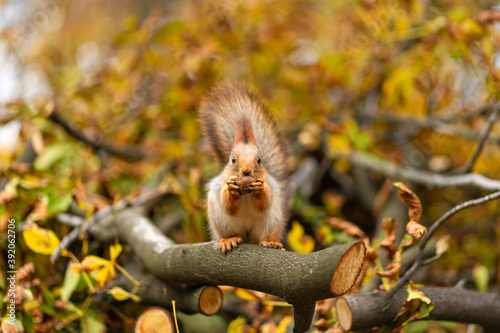 Fluffy beautiful squirrel eats a nut on a branch of a sawn tree with yellow leaves in an autumn park
