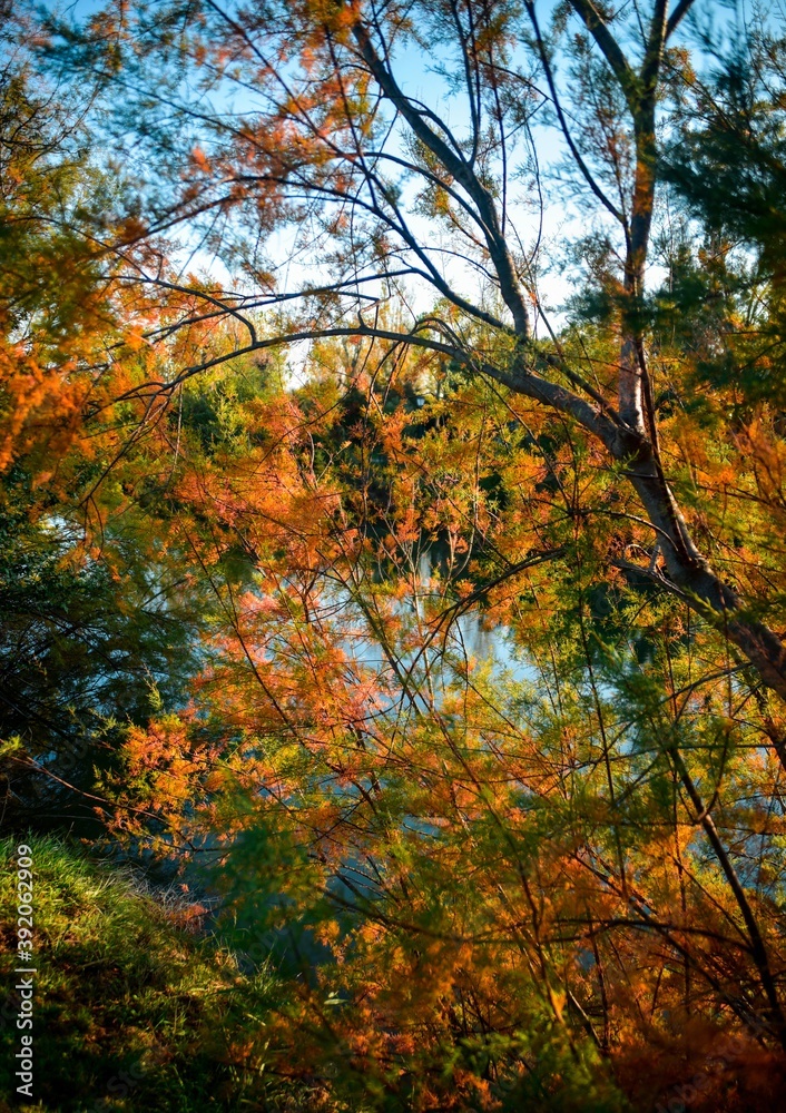 autumn in the forest autumn in the forest