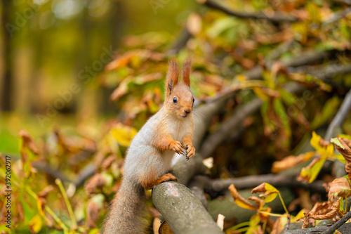 Close-up portrait of a fluffy beautiful squirrel on a branch of a sawn tree with yellow leaves in an autumn park