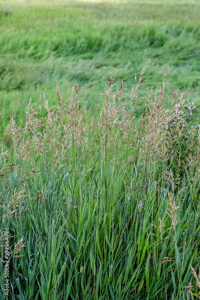 Fototapeta premium grass