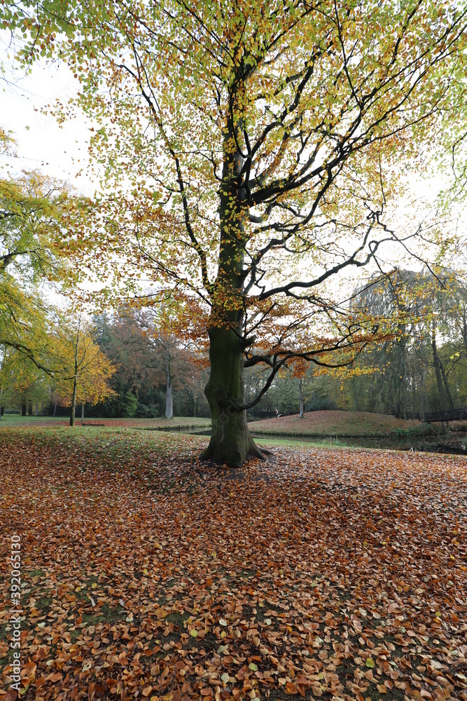 Naklejka premium Old big green beech during the fall in a beautiful park.