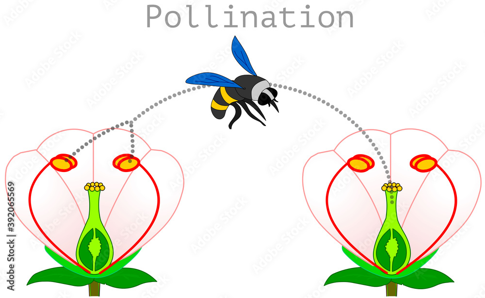 Pollination. pollen produced in the stamen of the plant is transported