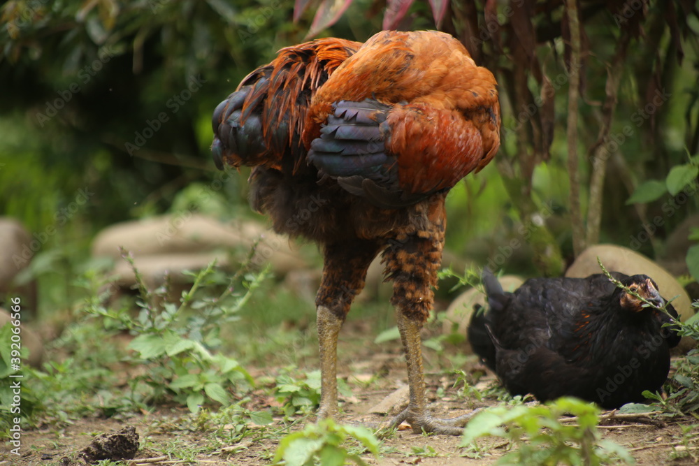 custom made wallpaper toronto digitalThe large legs of a brown chicken look prehistoric
