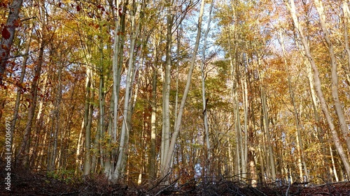Herbstlicher Wald im Sonnenlicht