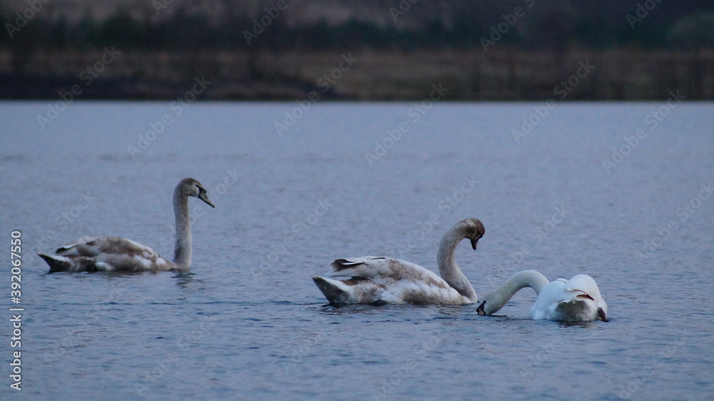 swans on the lake swans on the lake