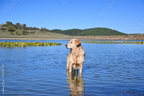 Fototapeta Naklejka Na Ścianę i Meble -  Golden retriever dog is having fun on lake