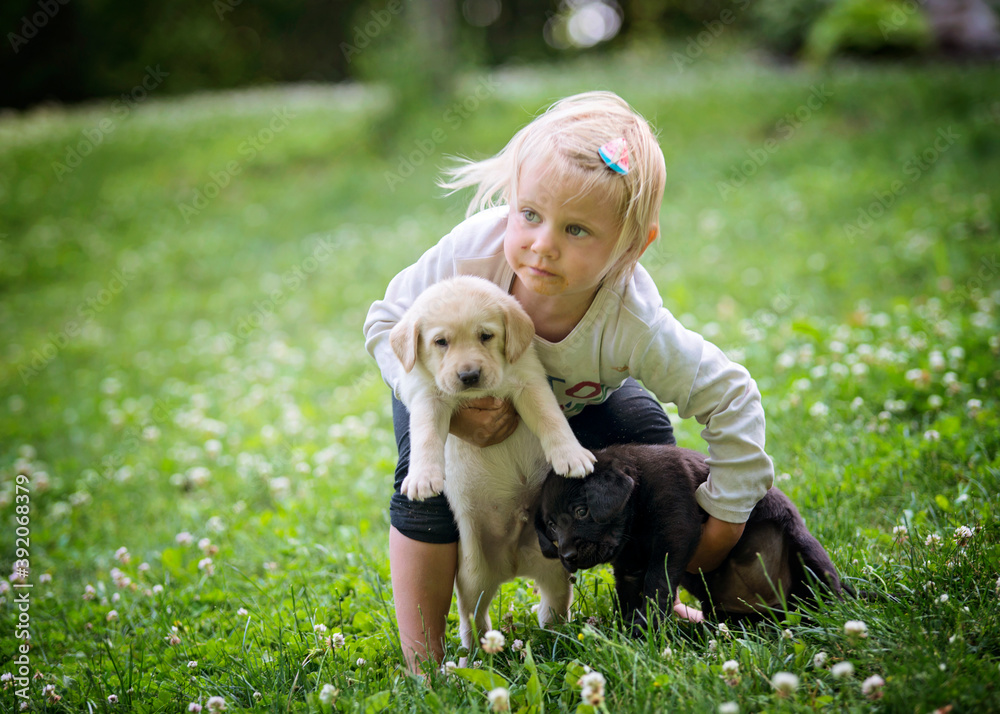 Little Girl Playing With Lab Puppies in the Yard Little Girl Playing With Lab Puppies in the Yard