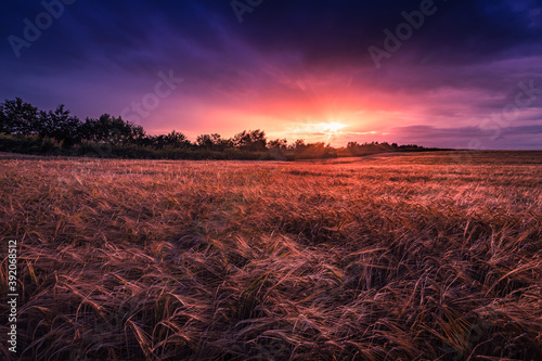 Fields of Gold. Barley Field photo