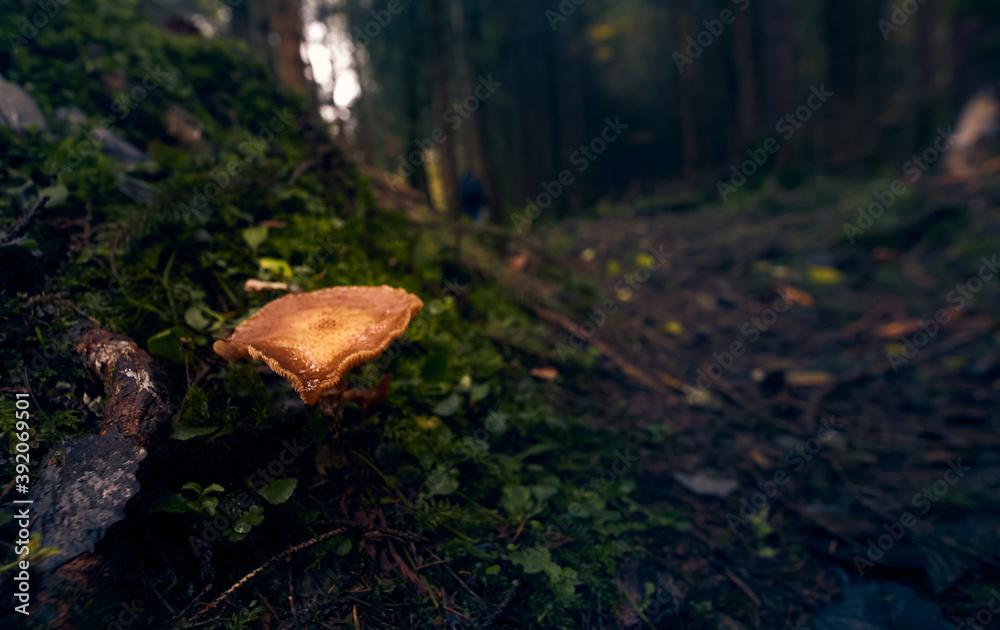 Fototapeta premium Mushroom 2