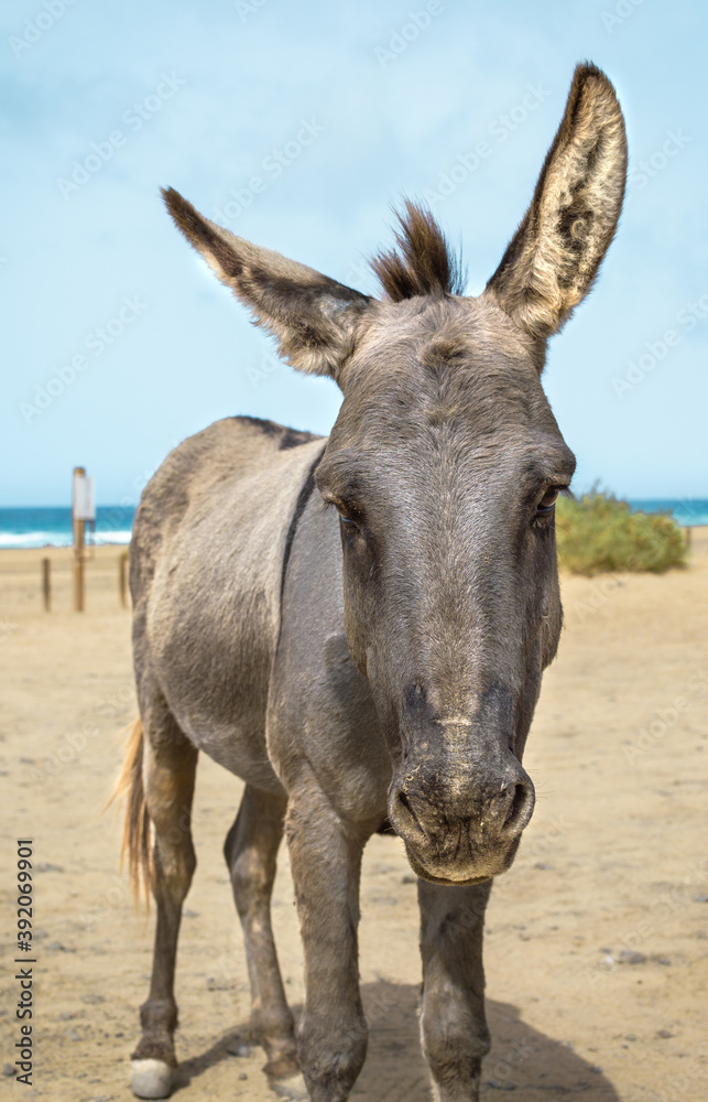Donkey on the beach of Cofete in Fuerteventura, Canary Island on a summer day. Donkey on the beach of Cofete in Fuerteventura, Canary Island on a summer day.