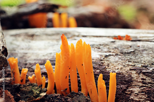 Mushrooms on a tree - orange jelly fungus calocera cornea photo