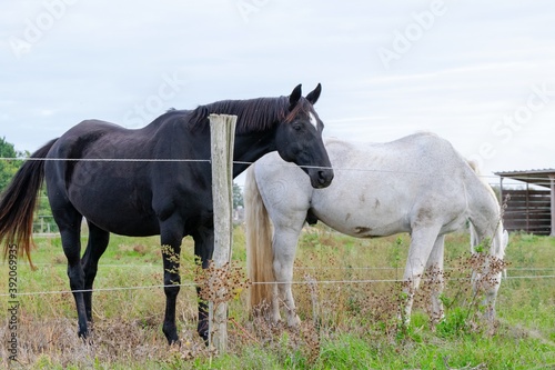 portrait of ho in pasture