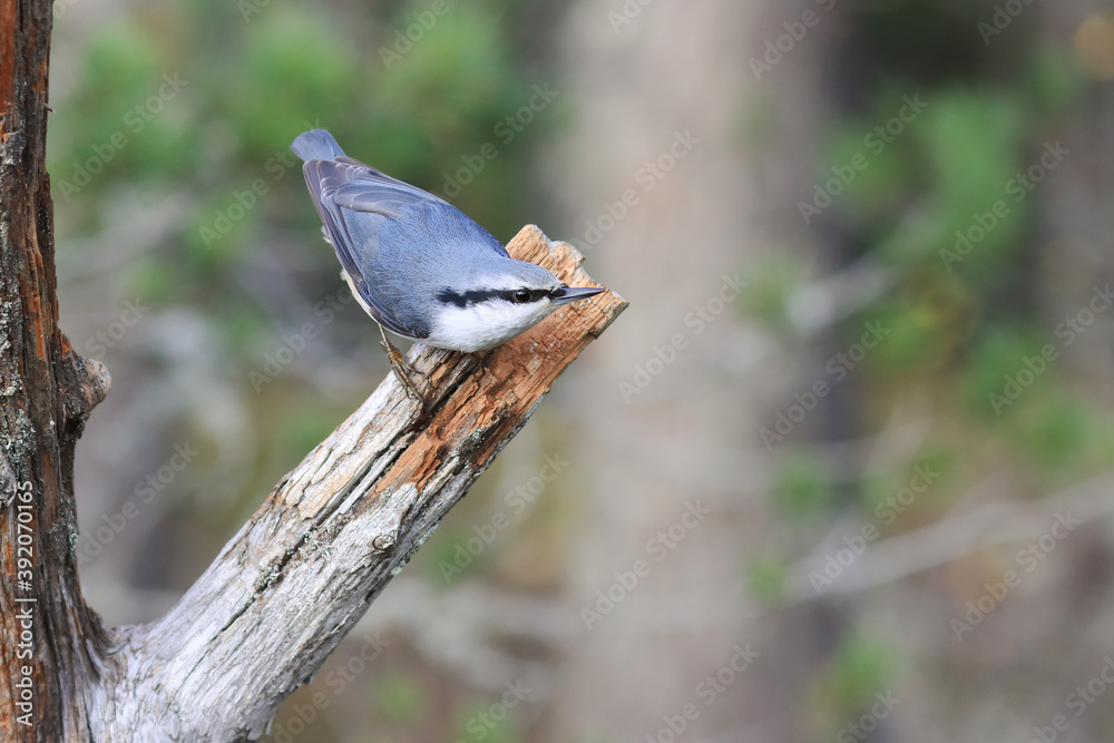 Fototapeta premium Eurasian Nuthatch