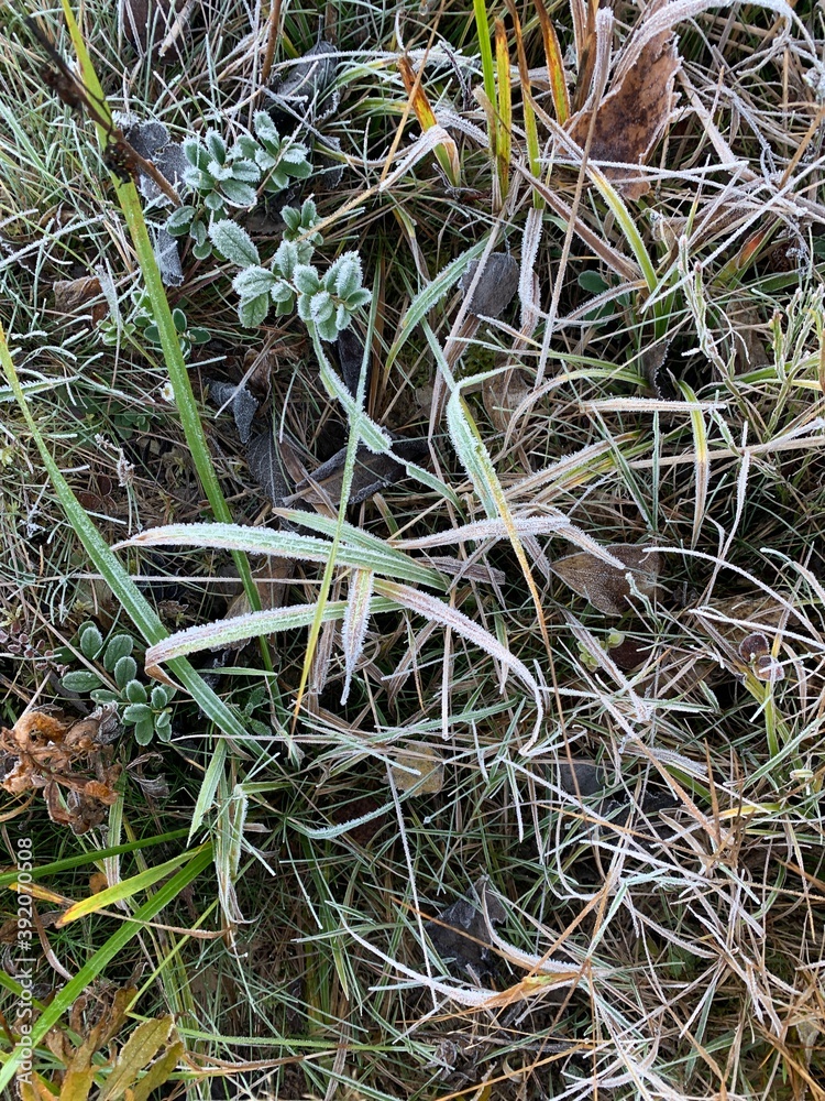 Frozen grass background