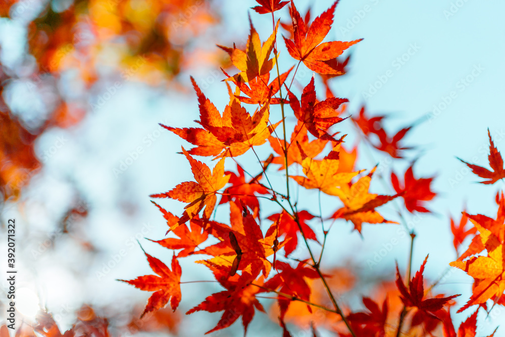 Closeup wallpaper of beautiful red maple leaves shine with the warm sunlight with the blur bokeh background in autumn season at Asia Kyoto, Japan with copy space Closeup wallpaper of beautiful red maple leaves shine with the warm sunlight with the blur bokeh background in autumn season at Asia Kyoto, Japan with copy space