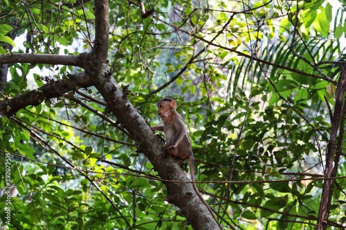 The monkey is sitting on a tree. State Of Goa. India © Mike Uteshev