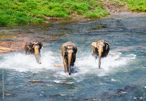 three Asian elephant's running towards the camera in Pinnawala photo