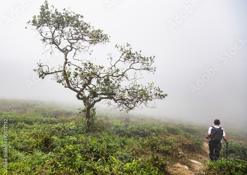 Woman hiking in the mist of the Sri Lankan highlands photo